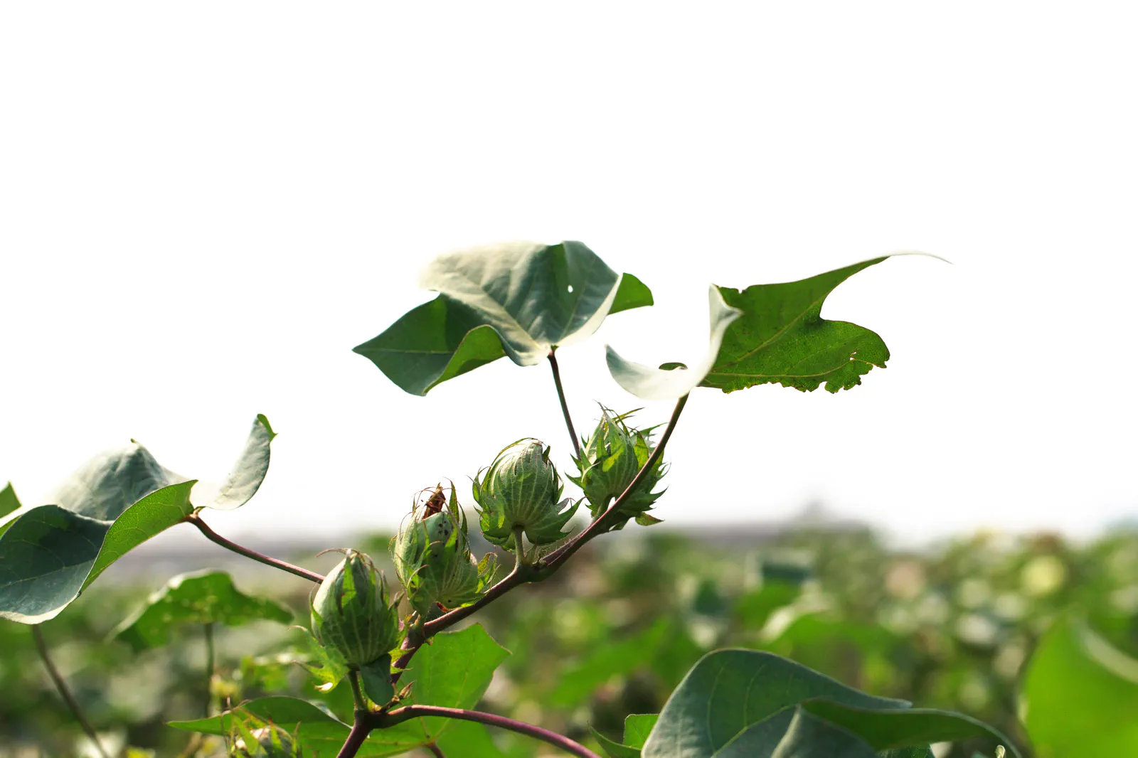 農薬や化学処理に頼らず育てた綿花の苗｜益久染織研究所
